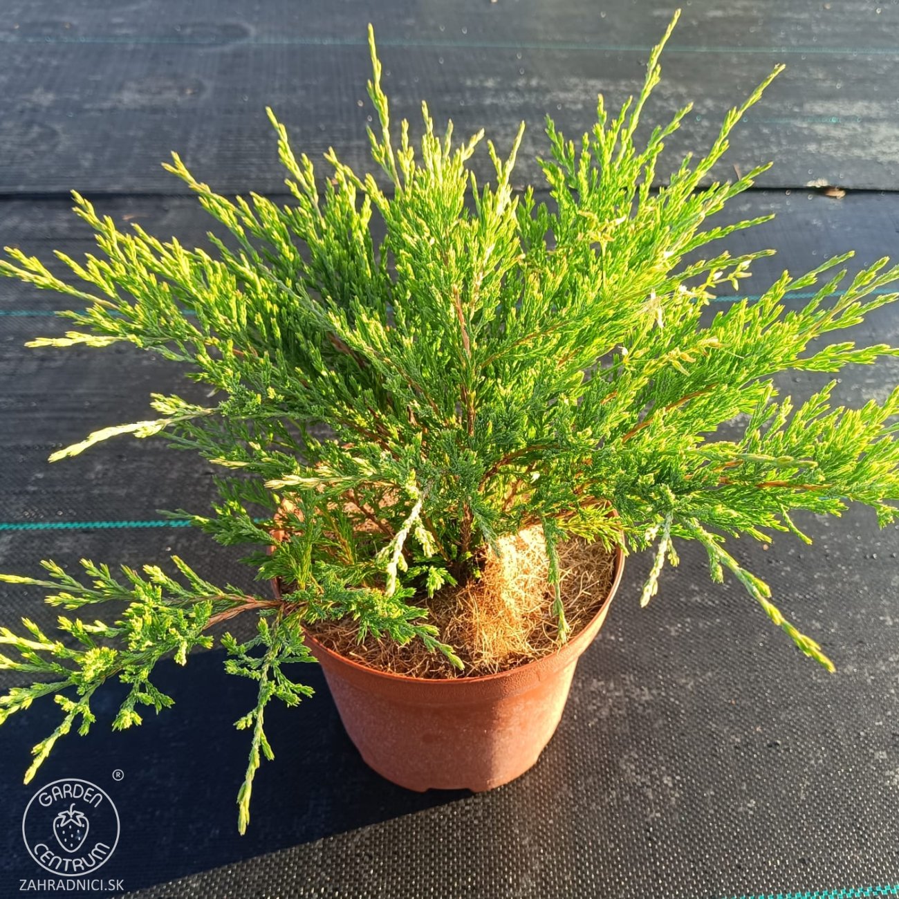 Obrázok Borievka plazivá (Juniperus horizontalis) ‘ANDORRA COMPACT’ – výška 20-30 cm, ⌀ 20-30 cm, kont. C3L